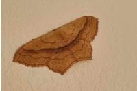 Scopula imitaria