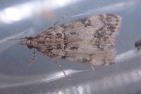 Eudonia lacustrata