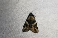 Catocala fulminea