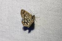 Chiasmia clathrata