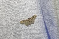 Idaea rusticata
