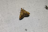 Endotricha flammealis