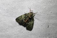 Polyphaenis sericata