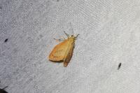 Miltochrista miniata
