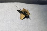 Malacosoma neustria