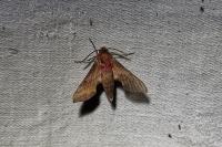 Deilephila porcellus