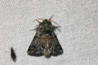 Thaumetopoea pityocampa