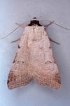 Lygephila craccae
