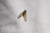 Acentria ephemerella