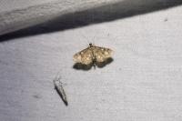 Anania coronata