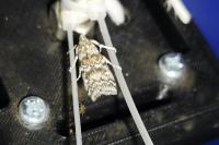 Dioryctria