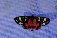 Callimorpha dominula
