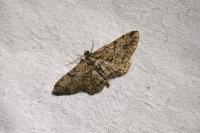 Peribatodes rhomboidaria rhomboidaria