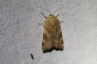 Noctua fimbriata