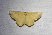 Angerona prunaria