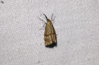 Chrysocrambus linetella