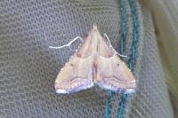 Endotricha flammealis