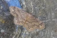 Idaea subsaturata
