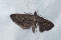Eupithecia scopariata