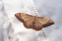 Idaea ostrinaria