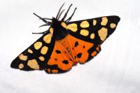 Arctia villica