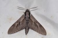 Hyloicus corsica