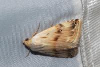 Eublemma ostrina