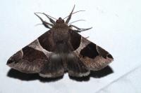 Dysgonia algira