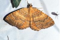 Camptogramma bilineata