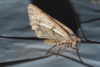 Isturgia assimilaria