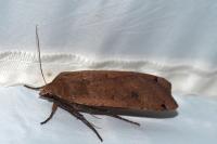 Noctua pronuba