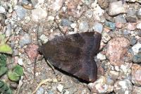 Noctua janthina