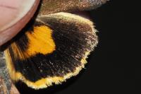 Noctua janthina