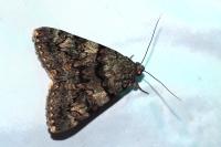 Catocala nymphagoga