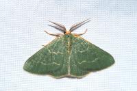 Microloxia herbaria