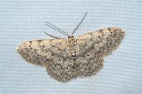 Scopula marginepunctata