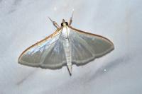 Palpita vitrealis