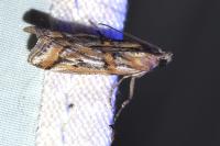 Pempelia genistella