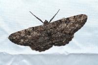 Peribatodes rhomboidaria ichnusaria