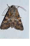 Hadena luteocincta