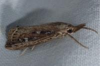 Thopeutis cicatricella