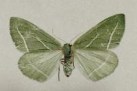 Hylaea pinicolaria