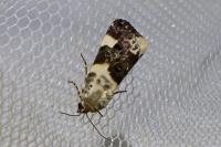 Acontia lucida