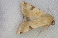 Heliothis peltigera