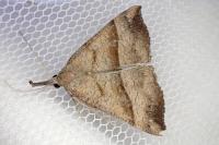 Hypena proboscidalis