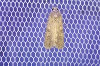 Spodoptera exigua