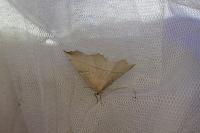Gerinia honoraria