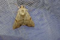 Apamea lithoxylaea
