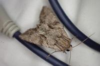 Apamea monoglypha sardoa