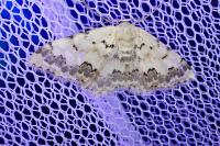 Scopula honestata